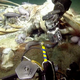 Illustration for article titled Creatures of the Deep Are Feeding on a Whale Carcass and You Can Watch It Livei/i